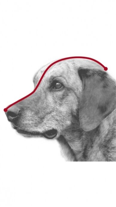 TRIXIE Antsnukis 2