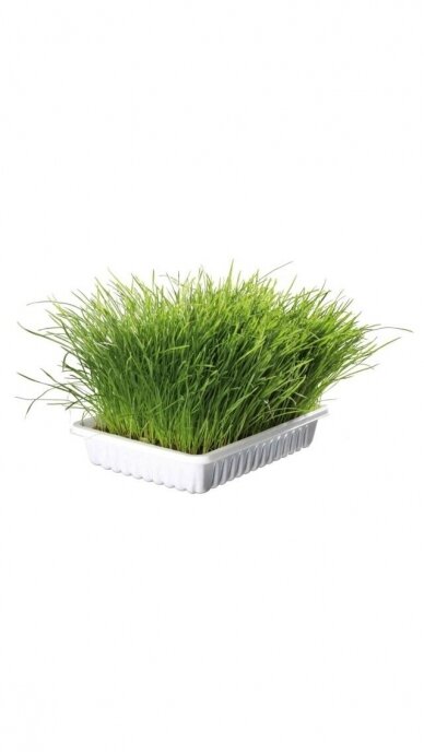 TRIXIE Minkšta žolė, dubenėlyje, 100 g 2