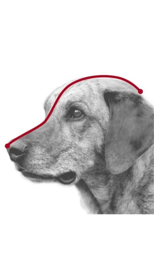 TRIXIE Antsnukis 2